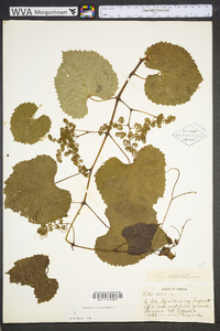 Vitis vulpina image