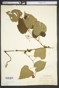 Vitis vulpina image