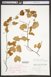 Vitis rotundifolia image