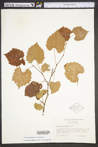 Vitis rotundifolia image