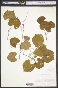 Vitis rotundifolia image