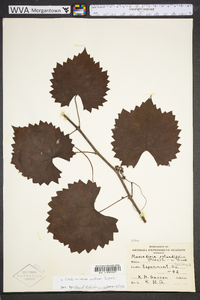 Vitis rotundifolia image