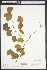 Vitis rotundifolia image