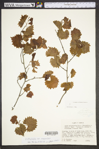 Vitis rotundifolia image