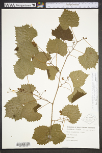 Vitis rotundifolia image