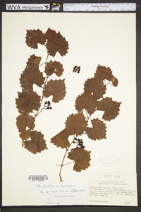 Vitis rotundifolia image