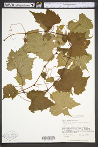 Vitis riparia image