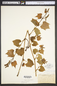 Vitis riparia image