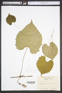 Vitis riparia image