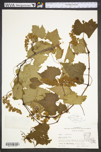 Vitis palmata image