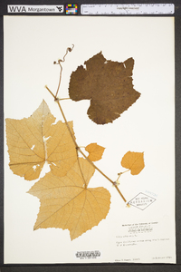 Vitis labrusca image