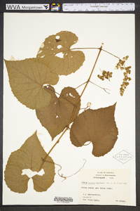 Vitis cinerea image