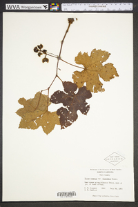 Vitis cinerea image