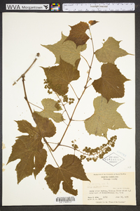 Vitis cinerea image