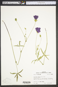 Callirhoe papaver image