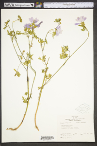 Malva moschata image