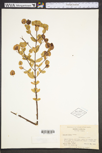 Hypericum crux-andreae image