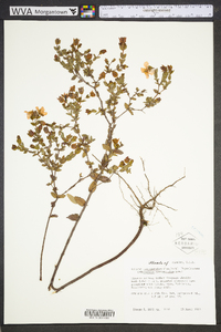 Hypericum tetrapetalum image