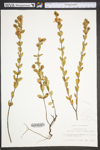 Hypericum tetrapetalum image