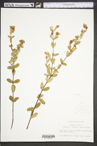 Hypericum tetrapetalum image