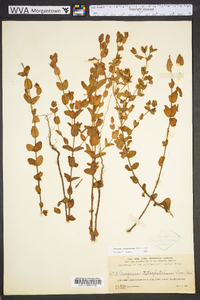 Hypericum tetrapetalum image