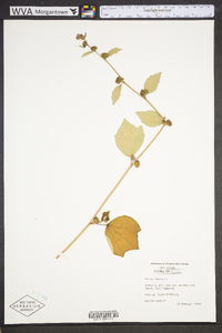 Urena lobata image