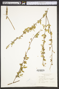 Sida rhombifolia image