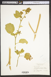 Sida cordifolia image