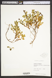 Hypericum buckleii image