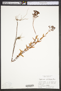 Hypericum cistifolium image