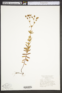 Hypericum cistifolium image