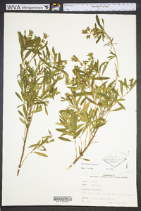 Hypericum prolificum image