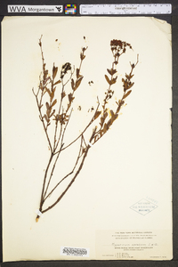 Hypericum cistifolium image