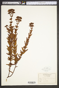 Hypericum cistifolium image