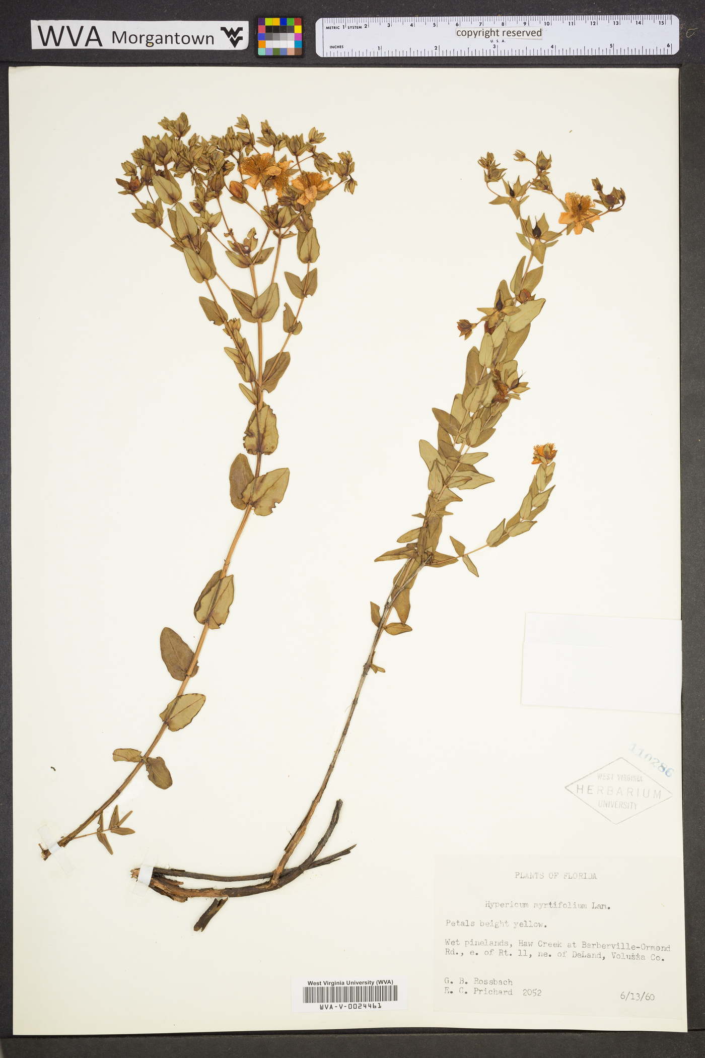 Hypericum myrtifolium image