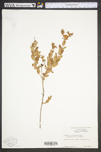 Hypericum myrtifolium image