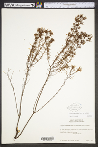 Hypericum galioides image