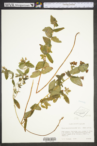 Hypericum mitchellianum image