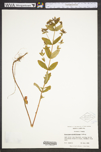 Hypericum mitchellianum image