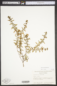 Hypericum galioides image