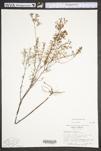 Hypericum galioides image