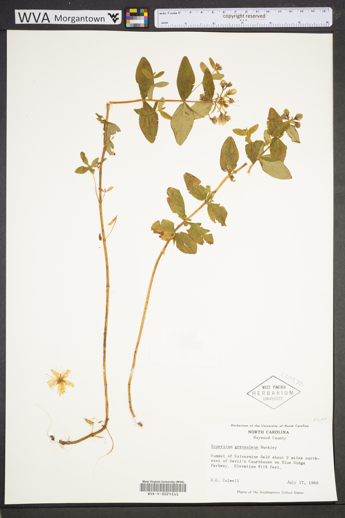 Hypericum graveolens image