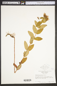 Hypericum graveolens image