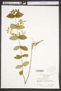 Hypericum graveolens image