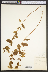 Hypericum graveolens image