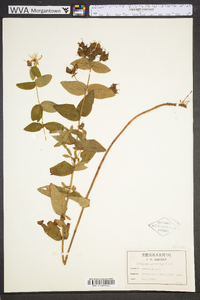 Hypericum graveolens image