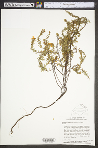 Hypericum graveolens image