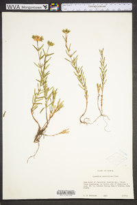 Hypericum dolabriforme image