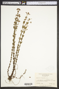 Hypericum denticulatum image