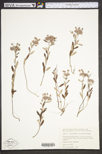 Helianthemum corymbosum image